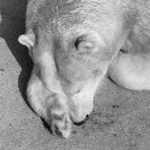 Sally the mother of Pipaluk the polar bear cub who ventures out of his private den on to Sally the mother of Pipaluk the polar bear cub who ventures out of his private den on to