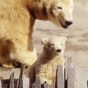 Sally the polar bear with her three months old cub Pipaluk on his first public Sally the polar bear with her three months old cub Pipaluk on his first public