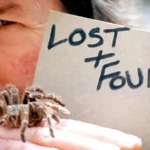 A salmon pink birdeating tarantula in June 1995