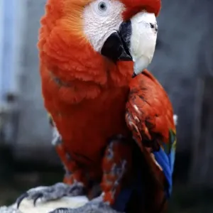 Sam the 2 year old American macaw perched on a deckchair July 1979 Sam the 2 year old American macaw perched on a deckchair July 1979