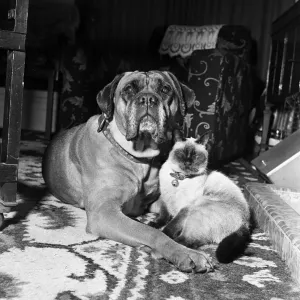 Samba, the ferocious looking mastiff is lulled to sleep in front of a warm fire