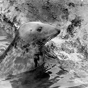 Sammy the seal at London Zoo. February 1975 75-00951