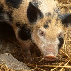 Sandy + Black pig colourful pig pigs farm animals farming