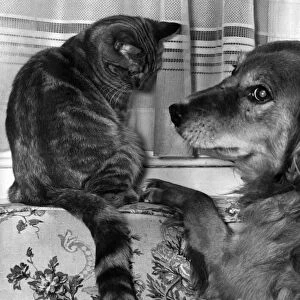 Sandy the dog and Yogi Bear the cat playing together. February 1962 P007392