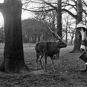 Santa Claus and "reindeer". 1974
