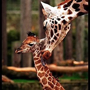 Savannah giraffe Edinburgh Zoo January 1998 first public appearance of baby giraffe