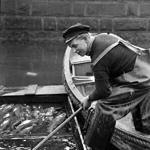 Scene from Copenhagens fish market Fisherman in Copenhagen