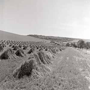 Scene in an English field in East Sussex