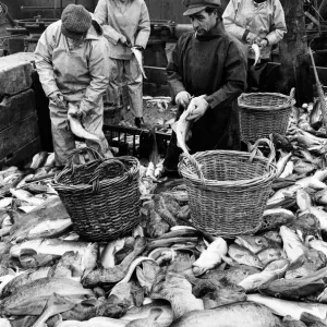 Scenes aboard Hull fishing trawler Ross Orion