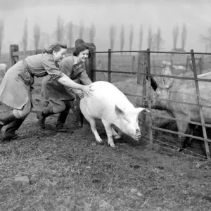 Womens Land Army Girls Chasing a Runaway Pig Print Womens Land Army Girls Chasing a Runaway Pig Print