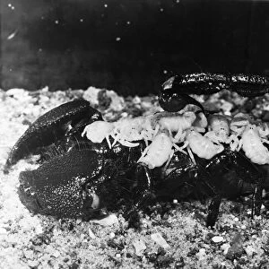 Scorpion with her scorplings. Circa 1960
