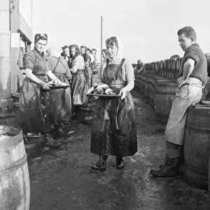 Scottish fish lassies in Great Yarmouth preparing herrings for Russia. 10th November 1954