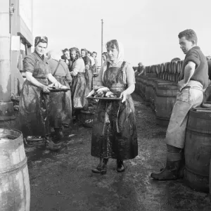 Scottish Fish Lassies Preparing Herrings for Russia Print 1954
