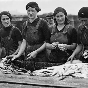 Scottish fishergirls preparing fish for curing after the landing of a heavy catch at