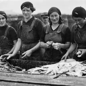 Scottish fishergirls preparing fish for curing after the landing of a heavy catch