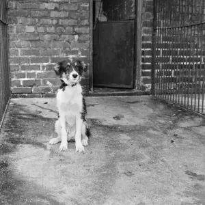 Scruffy in his Manchester Cage, 25th September 1956 Print Scruffy in his Manchester Cage, 25th September 1956 Print