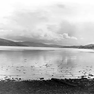 The seabirds are the only sign of life as they hover over the corrugated like waters of The seabirds are the only sign of life as they hover over the corrugated like waters of
