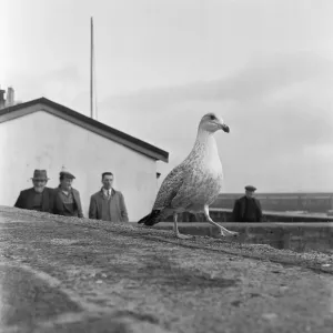 Seagull on the harbour wall in St Ives 15th February 1954 Seagull on the harbour wall in St Ives 15th February 1954