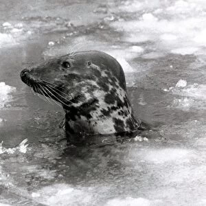Seal swimming in ice due to cold weather at London zoo January 1982 Animal