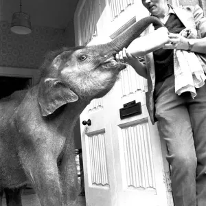 Seven-month-old baby Indian elephant called Iris is being bottle fed by Twycross zoo Seven-month-old baby Indian elephant called Iris is being bottle fed by Twycross zoo