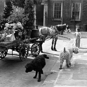In the shadow of Big Ben feature may 1948 Florists horse and cart in Cowley Street
