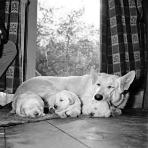 Sheba, the Alsatian with her three pups at her home in Fulmer