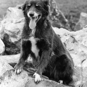 1975 Print: Sheep Dog Counting for Hide and Seek 1975 Print: Sheep Dog Counting for Hide and Seek