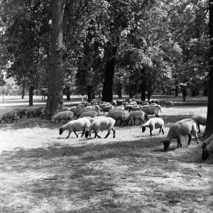Sheep grazing in Hyde Park, London Print - 2nd August 1954 Sheep grazing in Hyde Park, London Print - 2nd August 1954