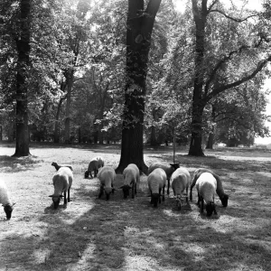 Sheep grazing in Hyde Park, London. 2nd August 1954 Sheep grazing in Hyde Park, London. 2nd August 1954