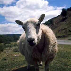 A sheep on the hills near Radnorshire in Wales looking in to the camera April