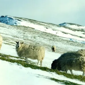 Sheep on a hillside covered in snow