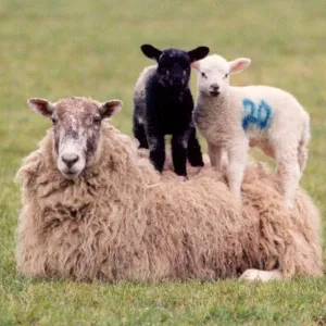 A sheep with two lambs who want a better view