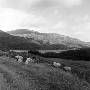 Autumn Sunshine Print of Trossachs Landscape, 1956
