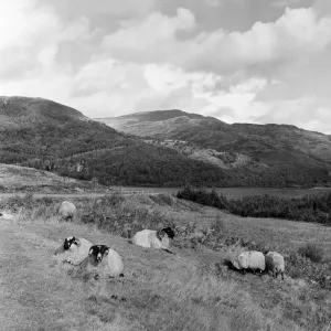 Sheep rest in the autumn sunshine, but cloud, rain and even snow hover over the Trossachs Sheep rest in the autumn sunshine, but cloud, rain and even snow hover over the Trossachs