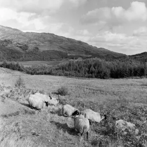 Sheep rest in the autumn sunshine, but cloud, rain and even snow hover over the Trossachs Sheep rest in the autumn sunshine, but cloud, rain and even snow hover over the Trossachs