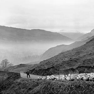 Sheep being rounded up on the Red Bank Road in Westmorland as the evening mist gathers