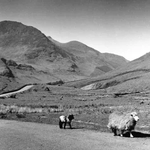 Sheep walking along the Honester Pass which connects the Buttermere valley with Sheep walking along the Honester Pass which connects the Buttermere valley with