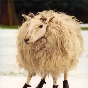 A sheep wearing its winter boots