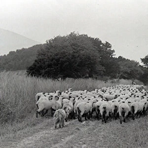 Sheep at Whitsbury, Hampshire August 1928 Alf 178