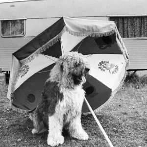 A sheepdog keeping out of the sun on his holidays