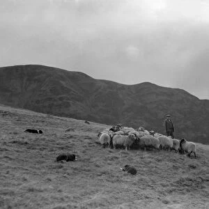 A Shepherd with his border collie sheep dogs checks his flock on the Cumbrian hills