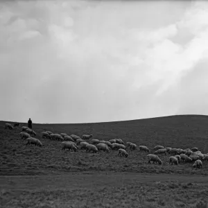 Cumbrian Hills Shepherd Print Circa 1935 Cumbrian Hills Shepherd Print Circa 1935
