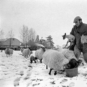 Shepherd seen here with his flock of Sheep in the winter snow. PM 81-02288-004