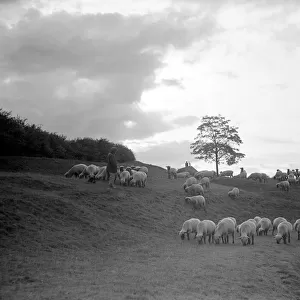 A shepherd surveys his flock at the end of the day. June 1935 P23077