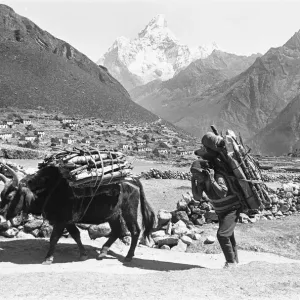 A Sherpa Farmer seen here with his oxs carrying firewood to market close to