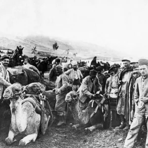The ships of the desert on the Monastir front. The Allies are now using camels with The ships of the desert on the Monastir front. The Allies are now using camels with