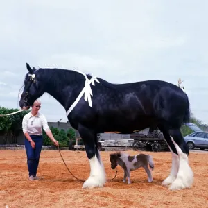 Cheval de la shire Goliath rencontre le cheval miniature Bluebell juin 1985 animal. Cheval de la shire Goliath rencontre le cheval miniature Bluebell juin 1985 animal.