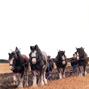 Shire horses ploughing up a field the old fashioned way