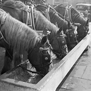 Shire horses from Youngs Brewery take a drink from a water trough in Central London
