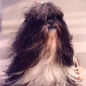 A Shitsu being blow-dried after its bath